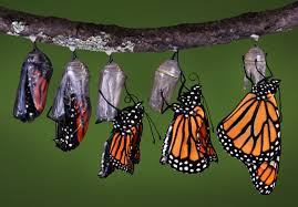 Fjärilens transformation från larv till fjäril är bekant, men vi kan också transformera svåra upplevelser vi bär på och då frigöra inre kraft och förmåga. 